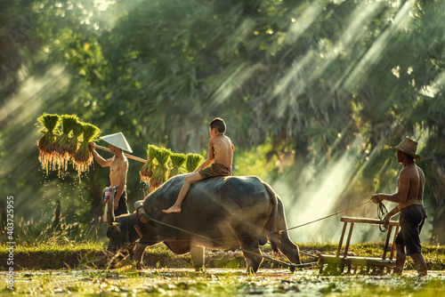 Obraz na płótnie Thailand farmers rice planting and grow rice in the rainy season w salonie
