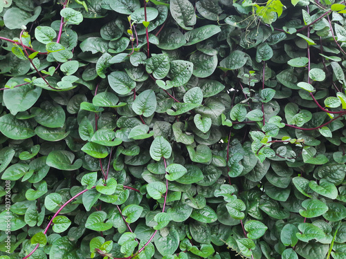 green leaves background