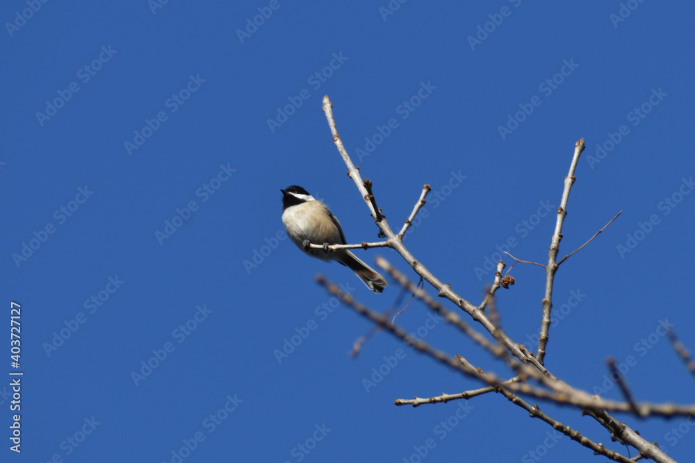 Black Capped Chickadee on bare branch with beautiful blue sky background Black Capped Chickadee on bare branch with beautiful blue sky background