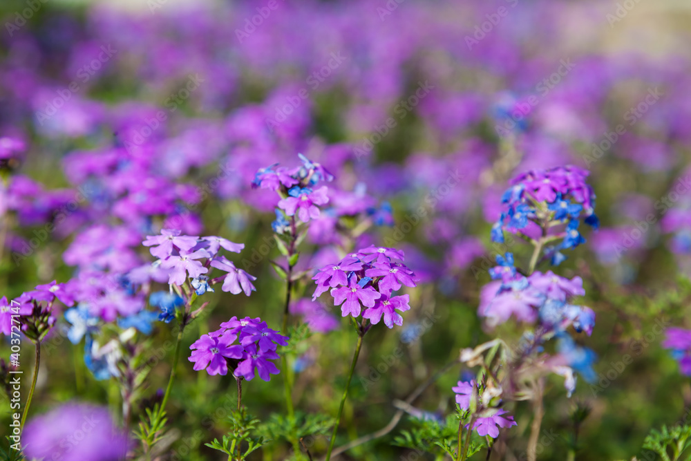 colorful pink moss phlox as background., Pink Moss Flower colorful pink moss phlox as background., Pink Moss Flower