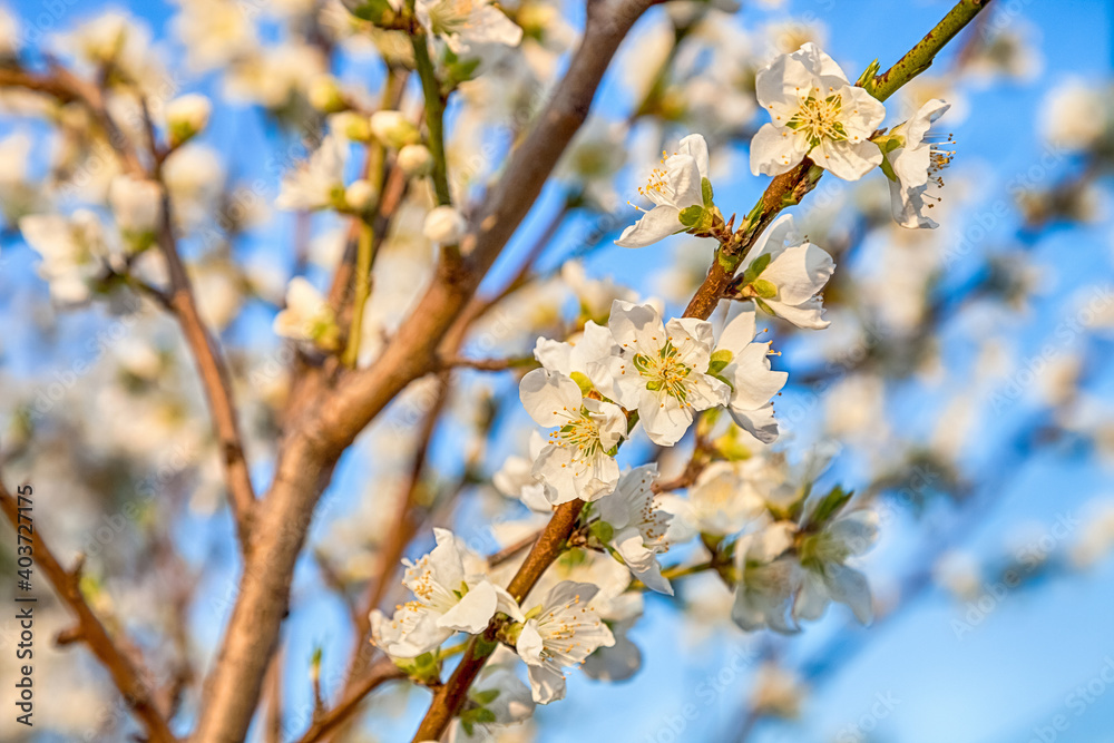 beautiful cherry blossom sakura flower with blue sky. beautiful cherry blossom sakura flower with blue sky.