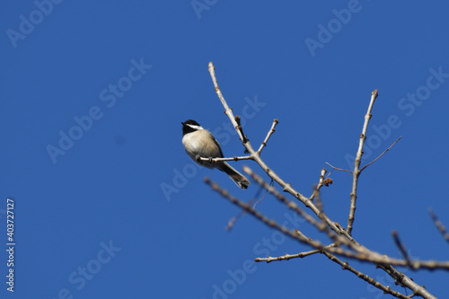 Black Capped Chickadee on bare branch with beautiful blue sky background