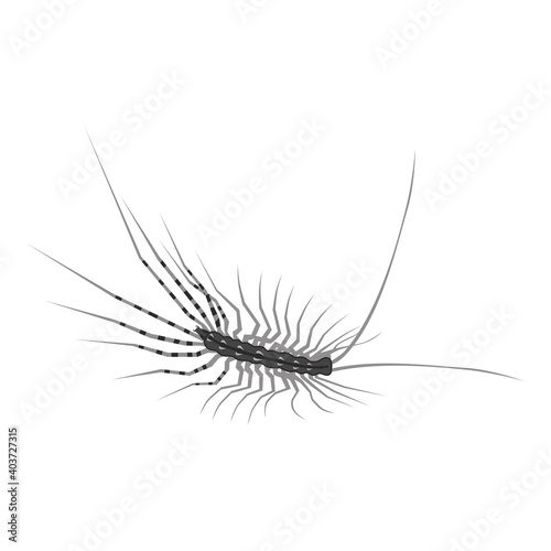 Centipede on a white background.