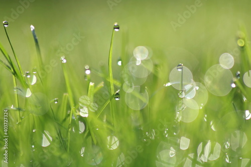 Green grass with rain drops on top 