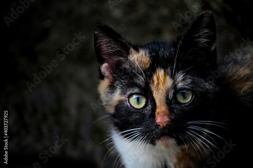 Dark young kitten Close UP sharp eye 