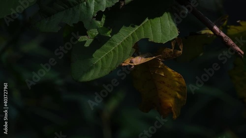 Javanese Leaf Insect, Phyllium pulchrifolium, Female Yellow Form, 4K Footage; the afternoon sun shines and dims as the clouds pass by while it's hanging under a leaf. photo