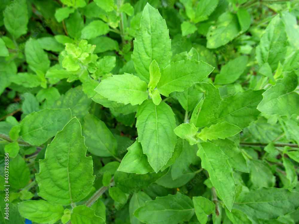 Background of basil leaves Culinary background image concept Background of basil leaves Culinary background image concept
