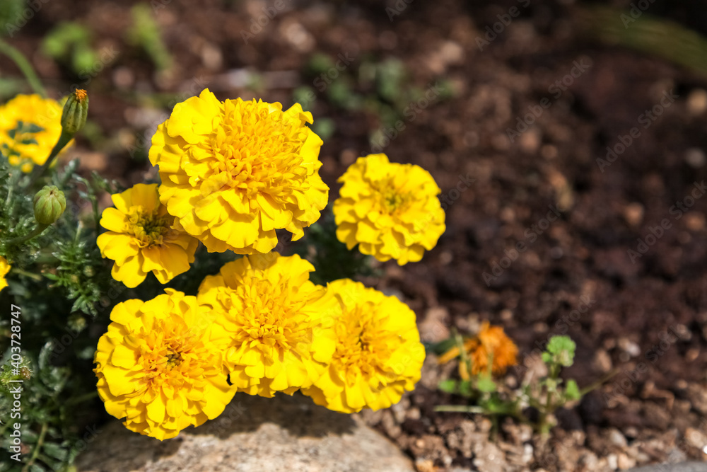 Yellow marigold flower in the garden. Yellow marigold flower in the garden.