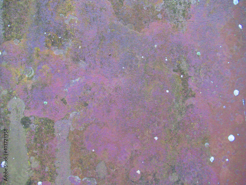 Old plaster wall background with beautiful purple armored fungus pattern.