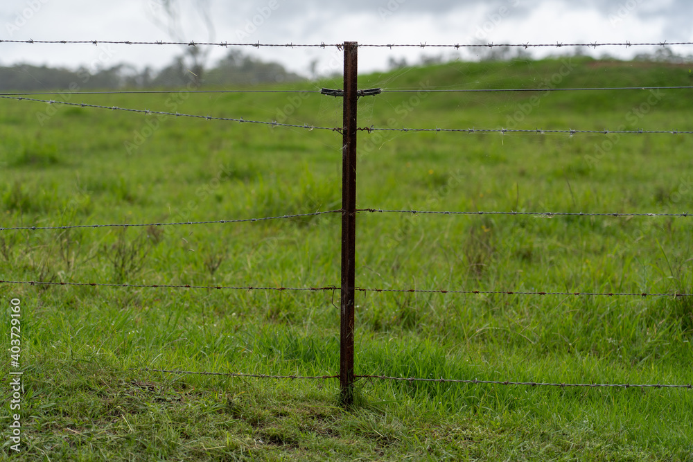Fototapeta premium close up of barb wire fence on farm with green field in the background