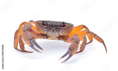 Freshwater crabs isolated on white background