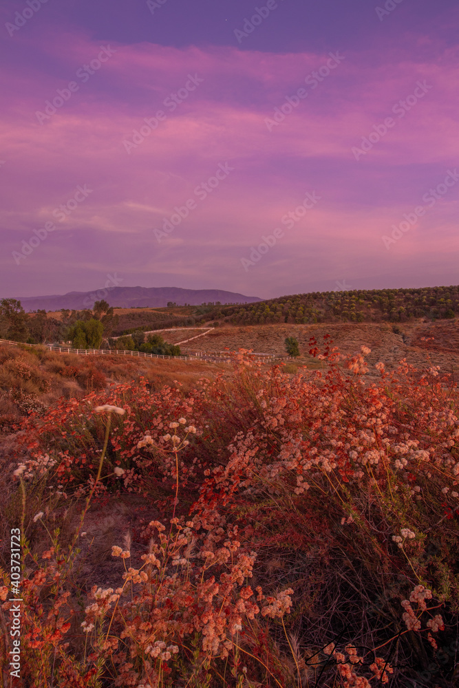 Obraz premium Hazy Dayz