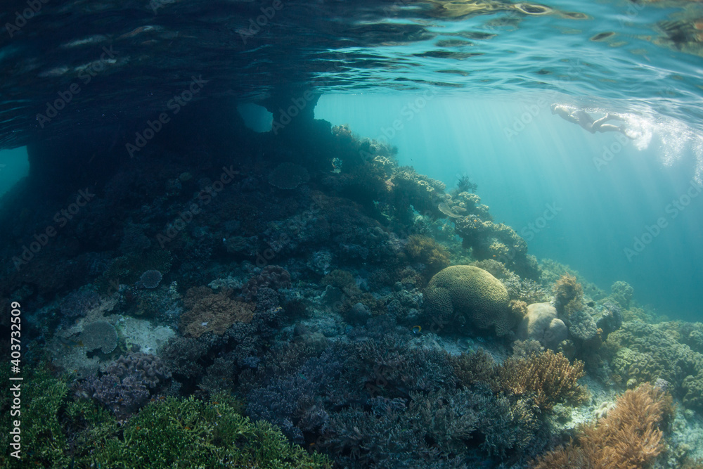 A snorkeler explores a shallow, healthy reef in Raja Ampat, Indonesia. This remote, tropical region is known as the heart of the Coral Triangle due to its spectacular marine biodiversity.