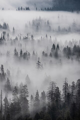 Keuken achterwand Mistig bos Yosemite vallei in zacht ochtendlicht  © Jared