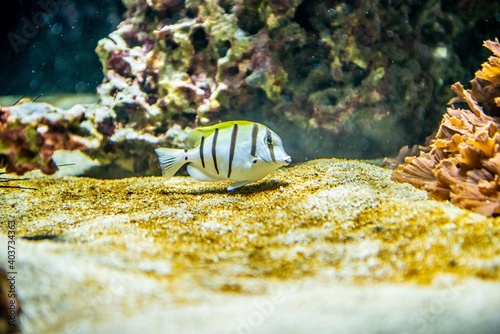 striped fish in coral