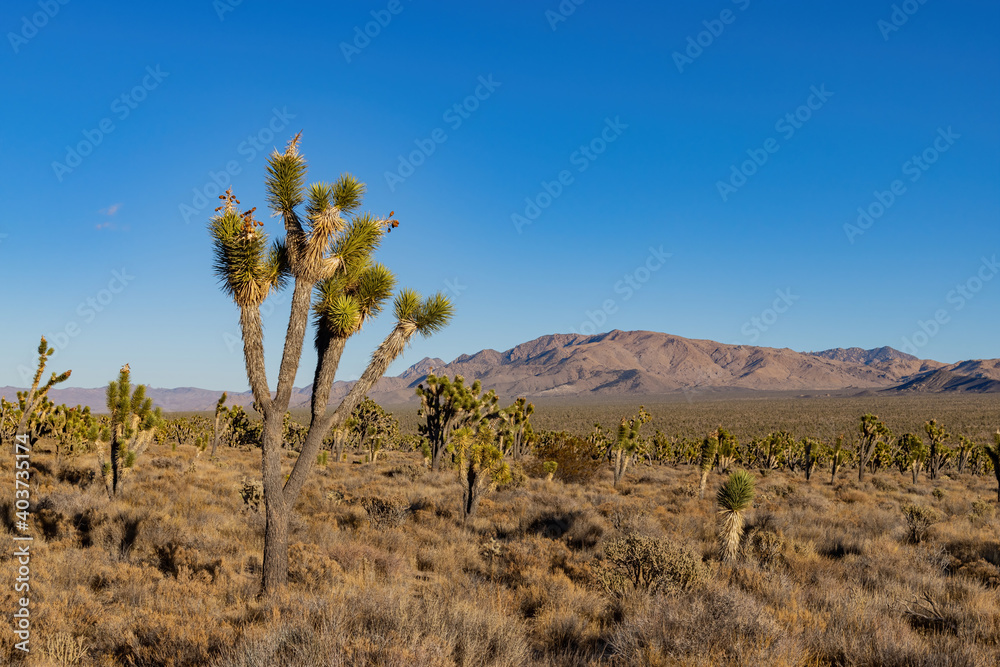 Sunny view of many joshua tree in rural land