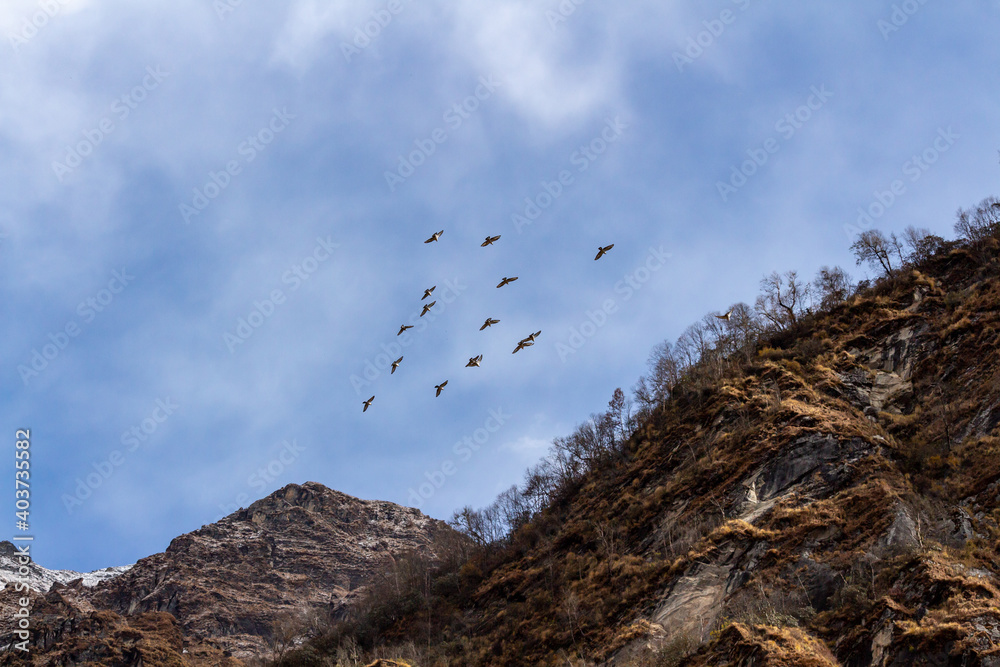 Fototapeta premium birds in flight