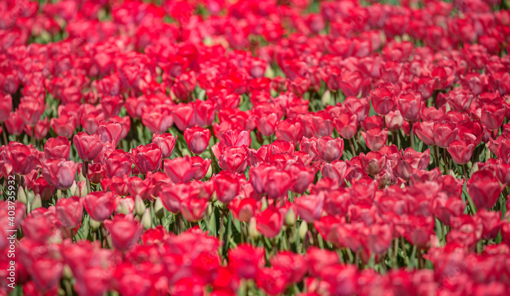 Red tulips in the garden