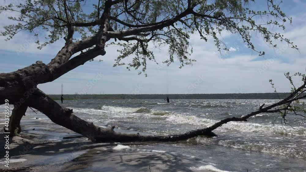 Branch of fallen tree lies in water, large incoming waves wash the shore. sportsmen prepare sail for flying over wave Branch of fallen tree lies in water, large incoming waves wash the shore. sportsmen prepare sail for flying over wave