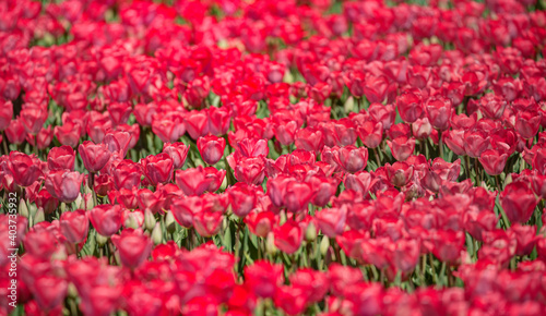 Red tulips in the garden © muratart
