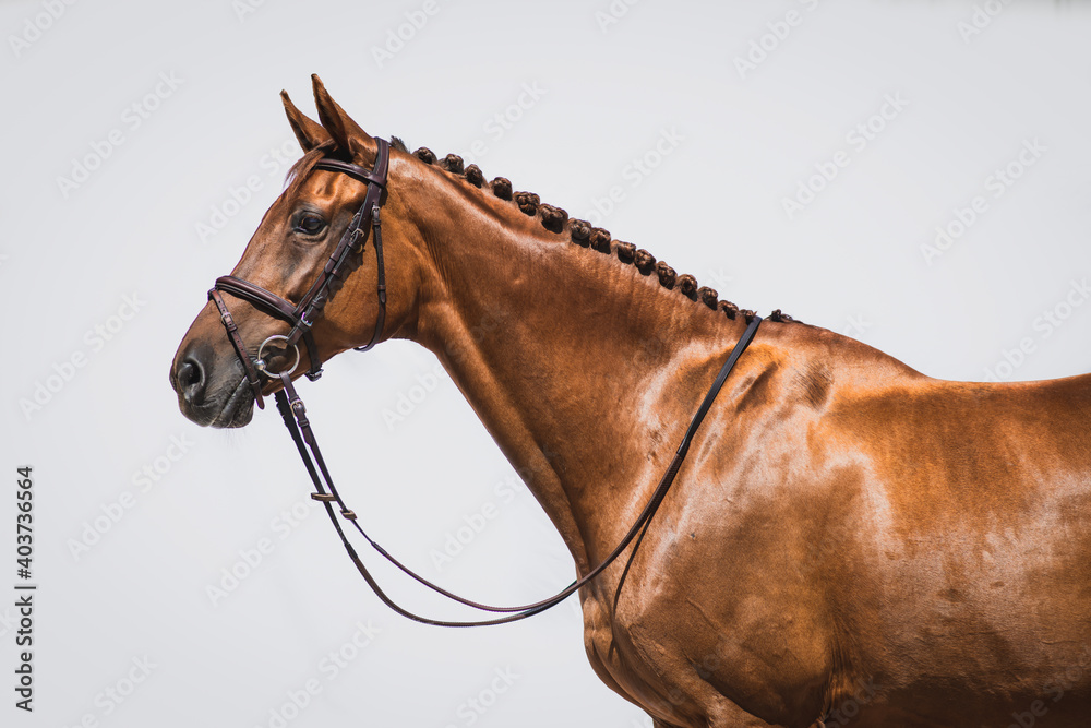 Obraz chestnut horse portrait