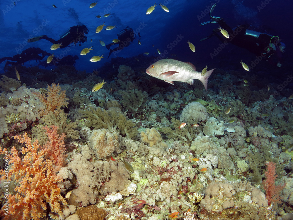 Fototapeta premium A Twinspot snapper Lutjanus bohar on a Red Sea coral reef