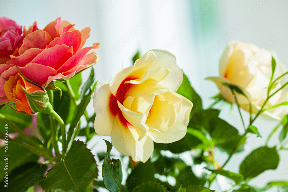 colorful roses in the vase colorful roses in the vase
