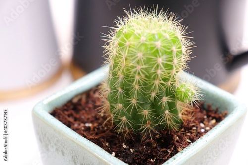 Lemon ball cactus or oreocereus celsianus cactus. along with Copy space. Closeup shot. photo