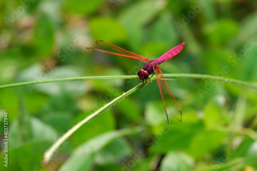 red dragonfly trithemis aurora on a green leaf