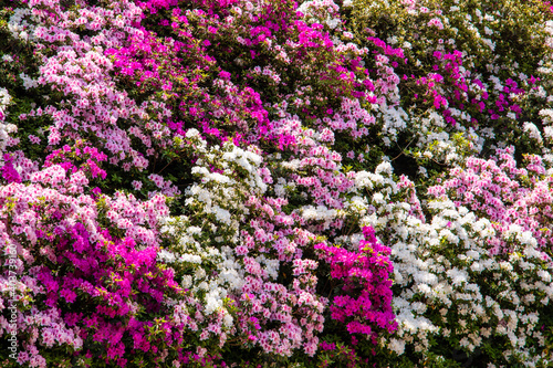 風景素材　満開の三室戸寺のツツジ