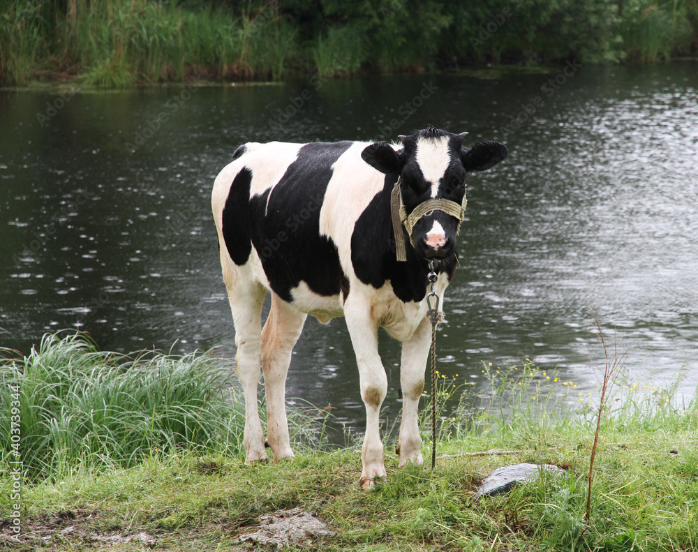 Cow on a summer pasture Cow on a summer pasture