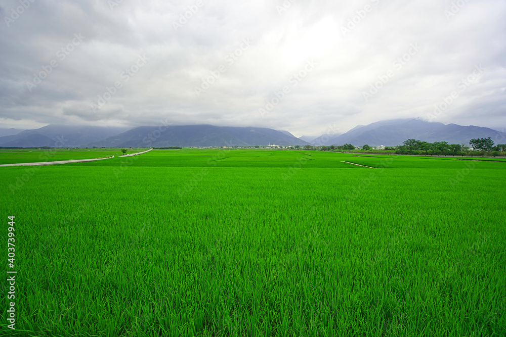 There is a big green rice field in front of the mountains. Hualien County, Taiwan is a very popular place for leisure travel.