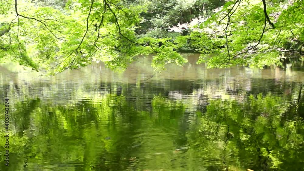 湧き水が流れる池で泳ぐ錦鯉 阿蘇の的石御茶屋跡 湧き水が流れる池で泳ぐ錦鯉 阿蘇の的石御茶屋跡
