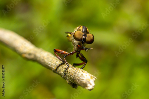 the robber fly insect or Asilidae is an aggressive family of flies. macro photo of predatory insects in the wild