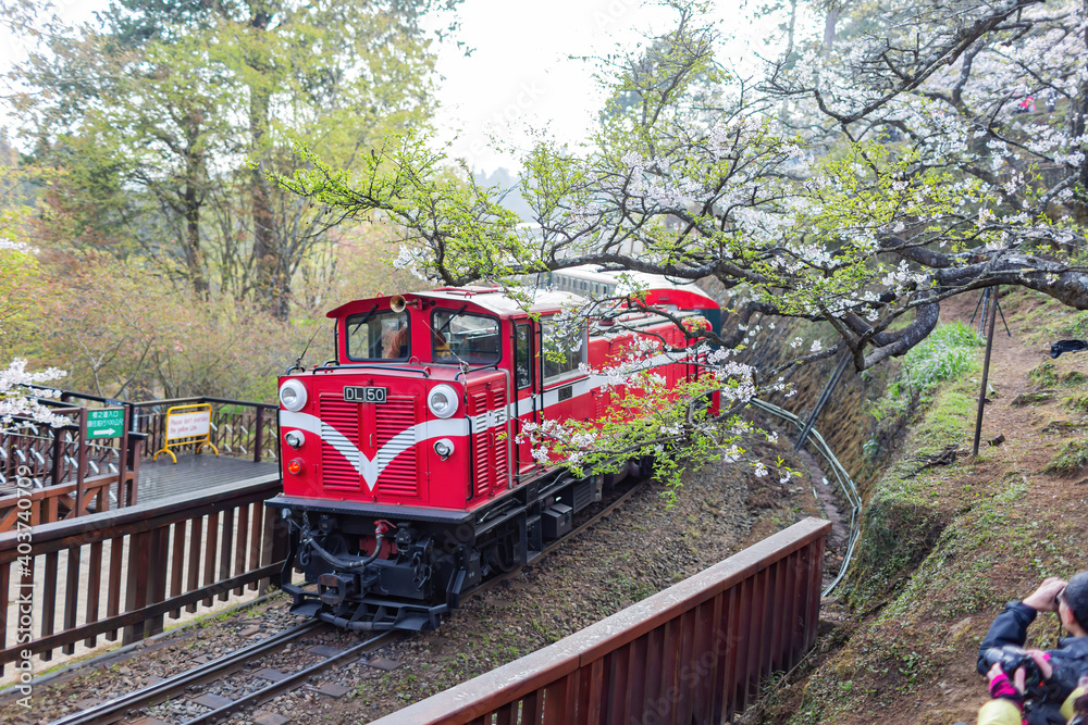 Naklejka premium Morning view of the Yoshino cherry tree blossom and railway