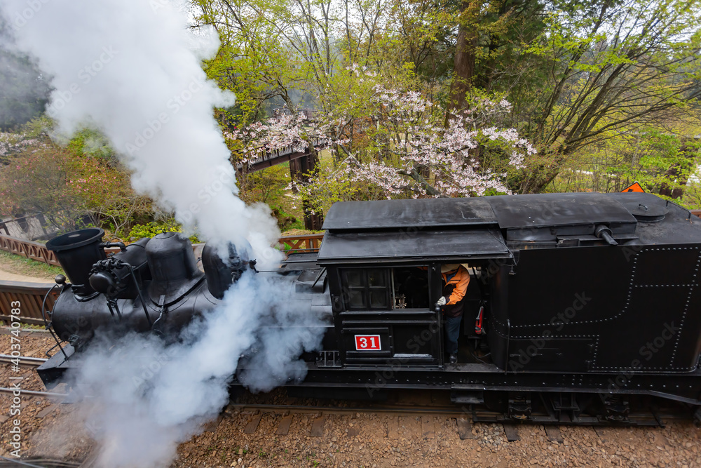 Fototapeta premium Morning view of the Yoshino cherry tree blossom and railway