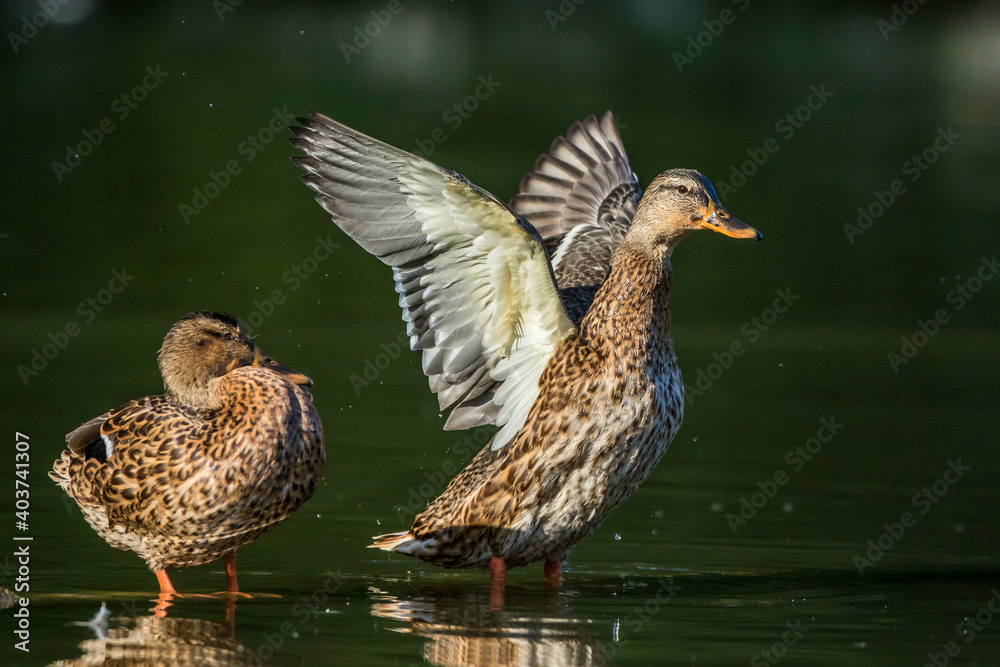 Fototapeta premium Stockente (Anas platyrhynchos) Weibchen