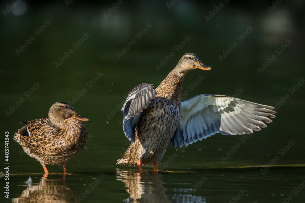 Stockente (Anas platyrhynchos) Weibchen Stockente (Anas platyrhynchos) Weibchen