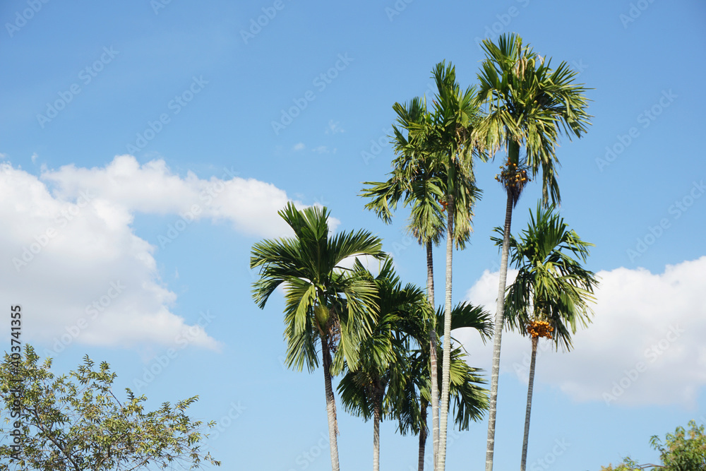 blue sky background and green tree in summer. blue sky background and green tree in summer.