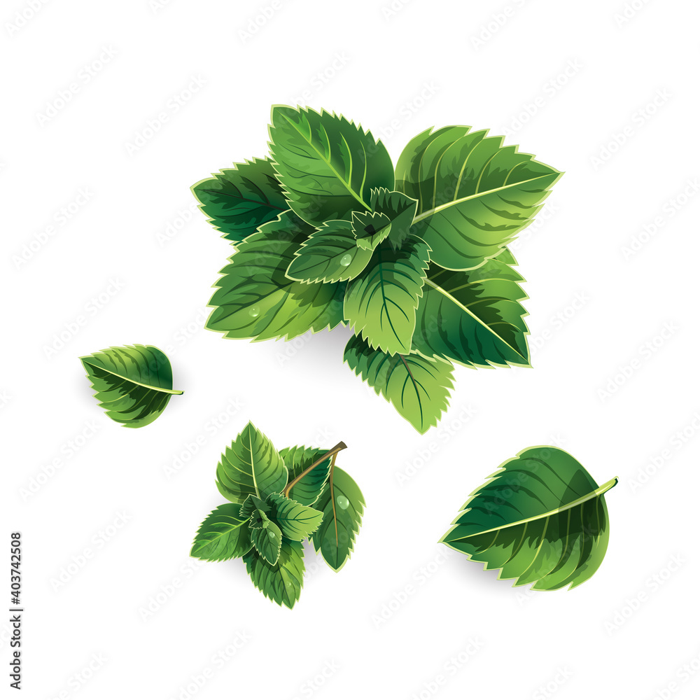 Leaves of mint on a white background. Leaves of mint on a white background.