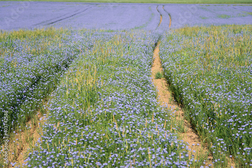 Des bleuets dans un champ. Un pré de bleuets biologiques. L'agriculture biologique de bleuets. Des bleuets au printemps. Des fleurs bleues dans un champ. photo