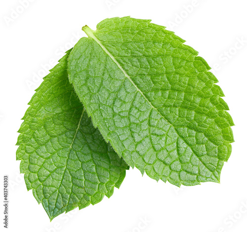 Spearmint or mint leaves on white background. Mint clipping path. Mint macro studio photo