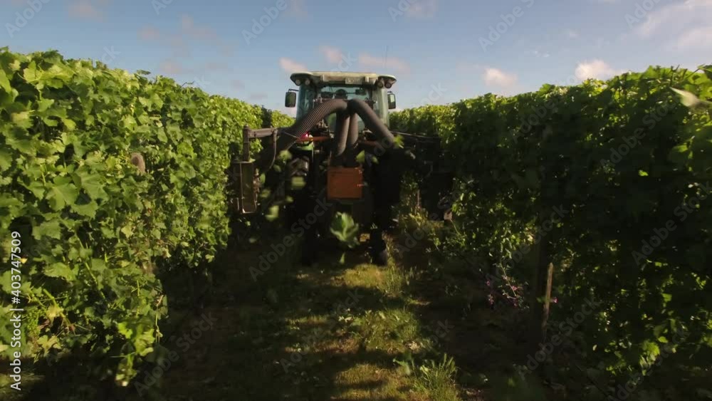 Aerial view of tractor leaf plucking grapevines on vineyard in Marlborough, New Zealand Aerial view of tractor leaf plucking grapevines on vineyard in Marlborough, New Zealand