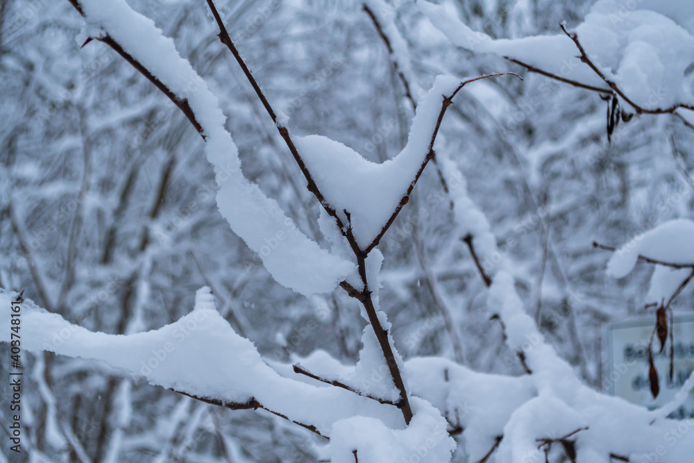 Ein Ast ist mit Schnee bedeckt