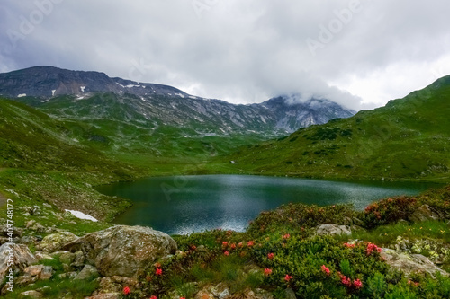 Fototapeta Naklejka Na Ścianę i Meble -  wonderful flowers and plants at a mountain lake while hiking