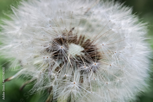 Close up of white dandelion flower with fluffy seeds