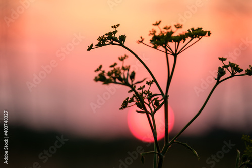 silhouette of plants on the background of the sunset sky on a summer day