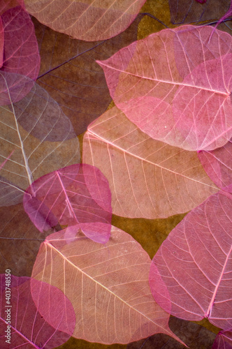 Red and orange Budha tree leaves background 