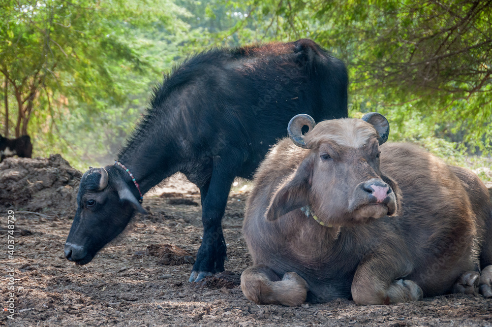Fototapeta premium A cow and a bull in the forest of India