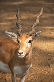 Beautiful Indian Antelope face portrait